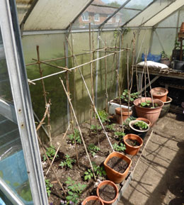 Tomatoes growing in Greenhouse