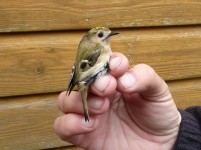 Goldcrest being ringed at Dungeness BTO