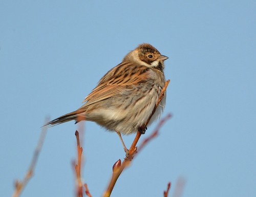 reed-bunting