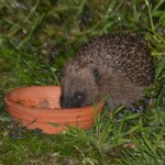 Hedgehog eating meat cat food