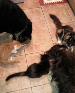 dogs and kittens - dinner.jpg