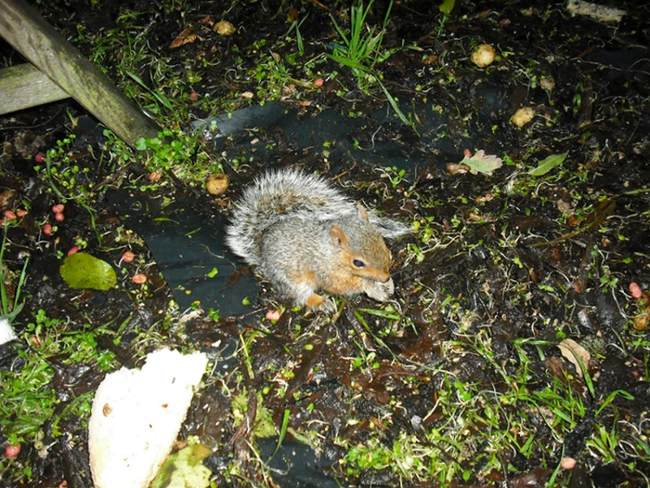 baby squirrel.JPG