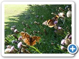 comma-red-admiral