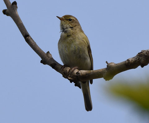 what does a Chiffchaff look like