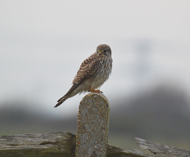 Kestral on fence post at Dungeness, Kent