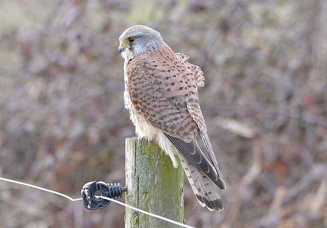 Kestrel - Titchfield