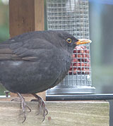 Blackbird-on-bird-table