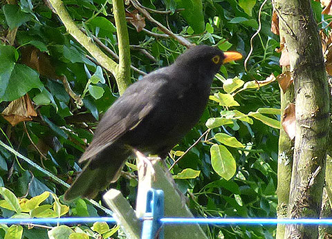 Blackbird on Clothes Line