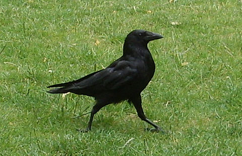 Crow in a Town Park