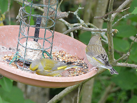 Male and Female Greenfinch