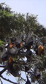Bats in Tree - Kathmandu