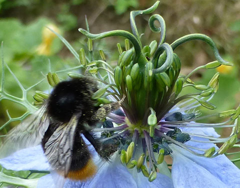 A Bumble Bee pollinating a garden flower
