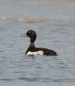 Tufted Duck at Connington Lakes Country Park Ashford