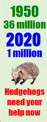 Hedgehog Population decline