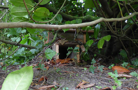 Hedgehog House hidden in bushes