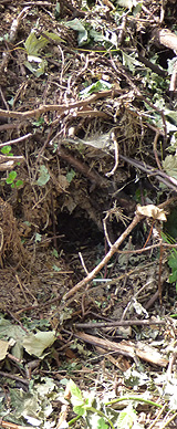 Hedgehog hole in cut down branches and dry leaf
