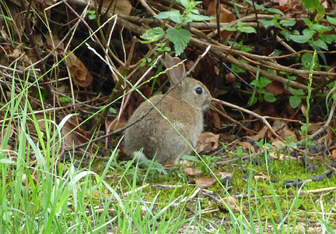 Young Rabbit in the Garden