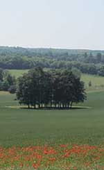 View of North Downs near Chilham Kent