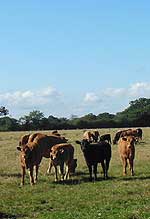 Kentish Cows