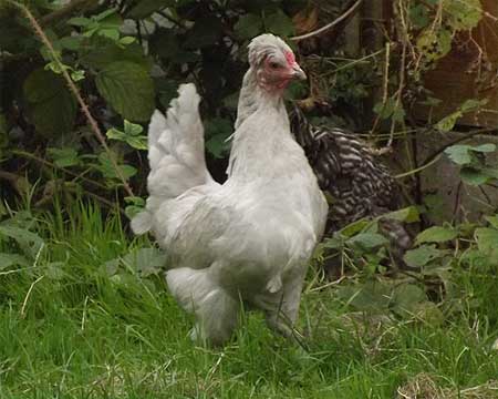 Araucuna Chicken