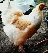 Brahma Chicken sideways