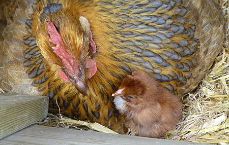 Brahma Chicken with Chick