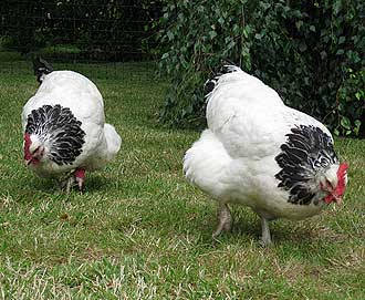 Sussex Chickens