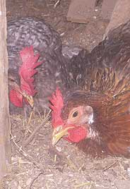 keep Pekin Bantams in several colours. I also supply hatching eggs 