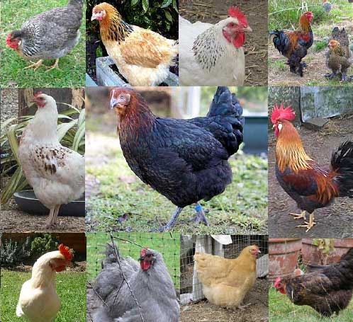 various chicken breeds
