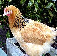 Young Buff Sussex Hen