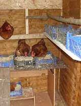 chickens inside a converted garden shed