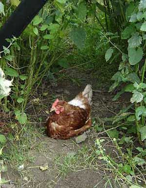 chicken resting in hedging
