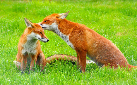 Do foxes eat rabbits?