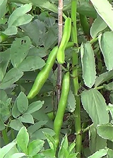 Broad Beans in the Vegetable Patch