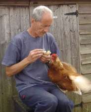feeding chicken by hand