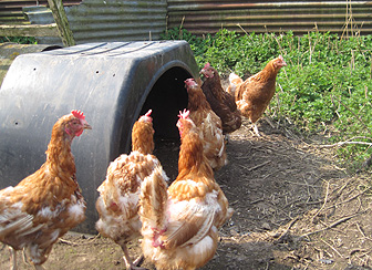 ex-battery hens roaming free