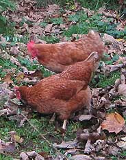 Chickens scraping the garden