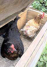 Nest Box for Chickens