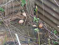 eggs around the garden