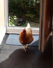 Hen entering front door