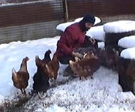 feeding chickens in winter