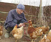 feeding chickens by hand