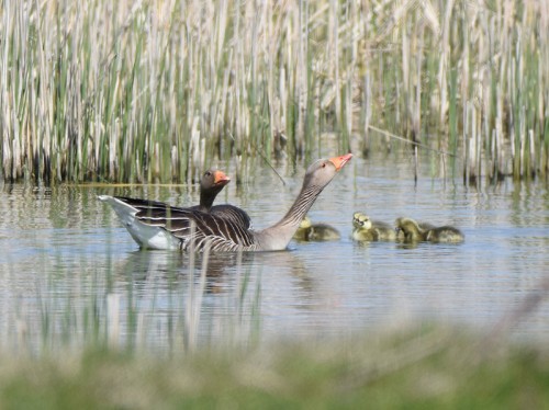Greylag Geese with babies