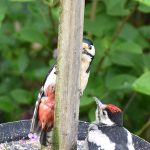 Peeping Greater Spotted Woodpecker