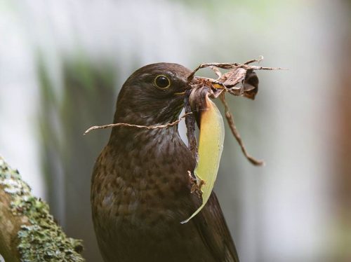 Female Blackbird with food and nesting