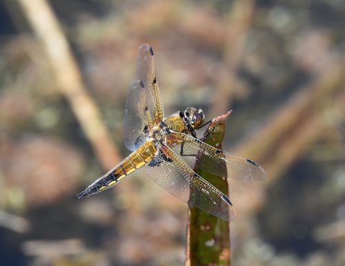 Four Spotted Dragonfly
