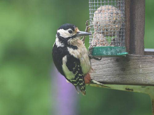 Young female Greater Spotted Woodpecker