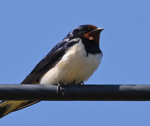 Close up of a Swallow