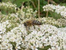 Honey Bee on Hogweed