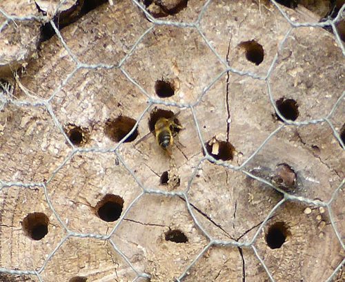 Solitary Bee in Bee Hotel